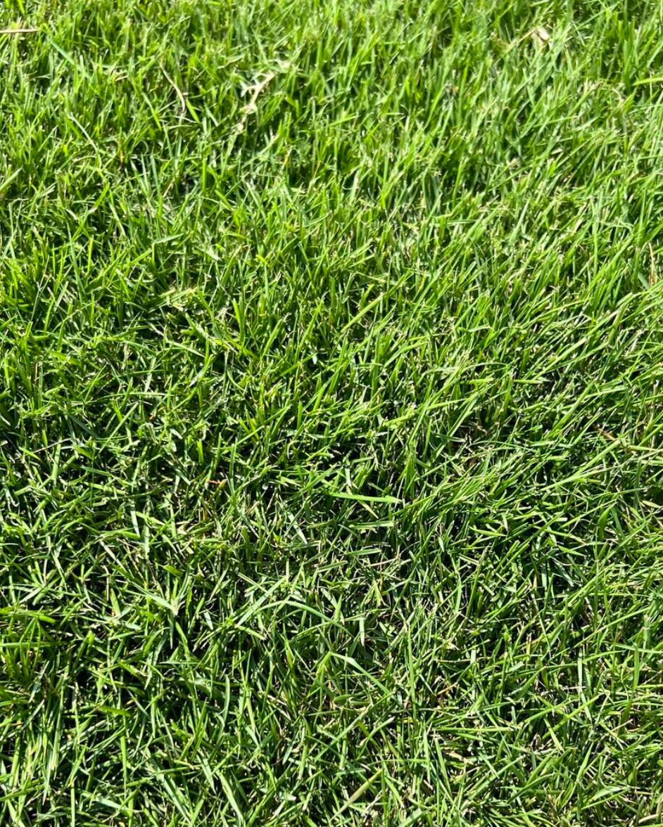 Zeon Zoysia per 450 sq. ft.