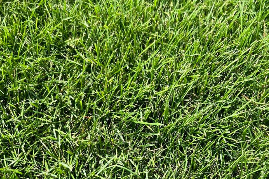 Zeon Zoysia per 450 sq. ft. (Cut to order. Call for availability)