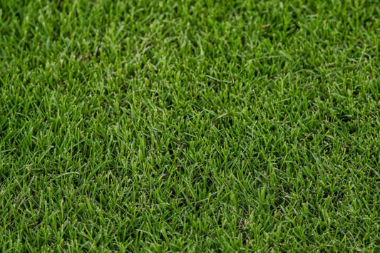 Celebration Bermudagrass per 450 sq. ft.