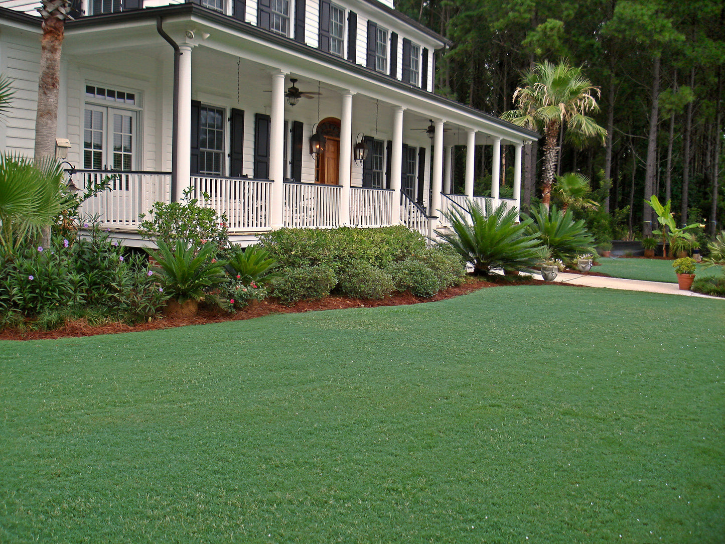 Celebration Bermudagrass per 450 sq. ft.