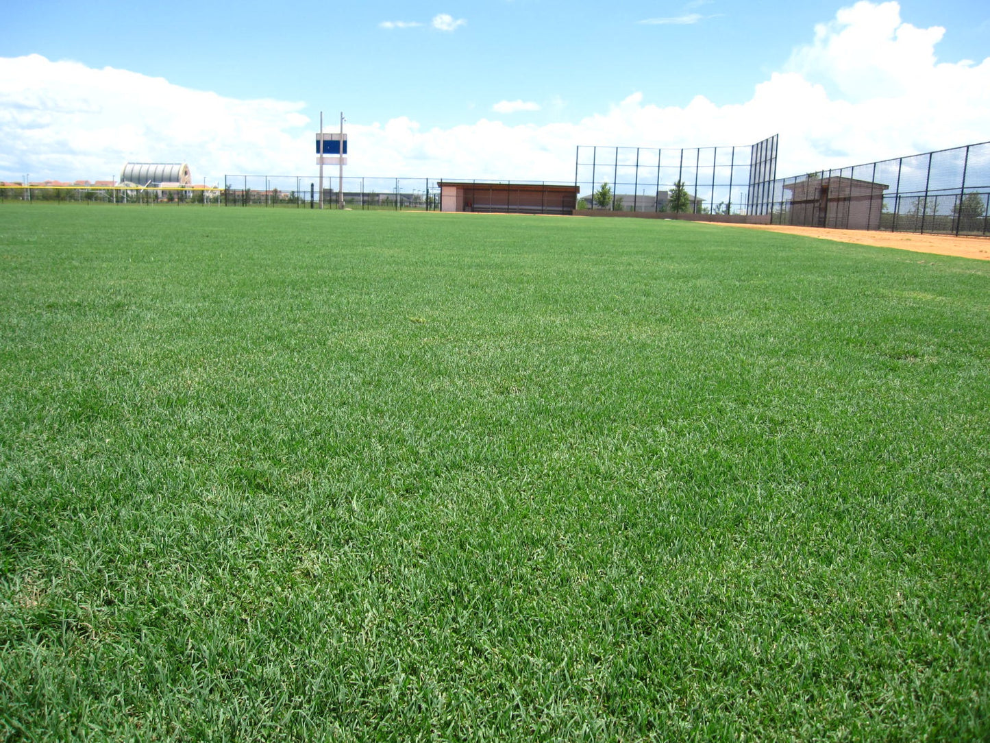 Celebration Bermudagrass per 450 sq. ft.