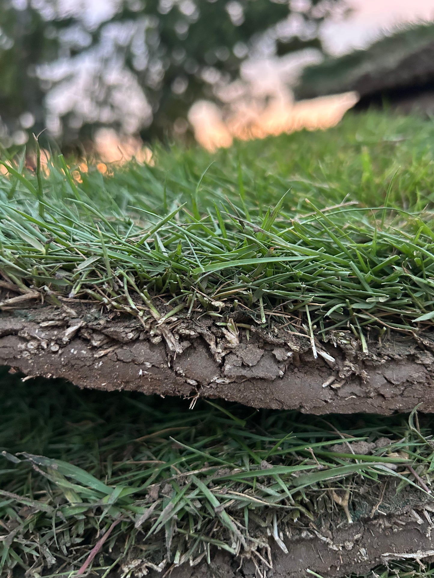 Tifway 419 Bermudagrass