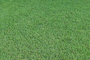 Empire Zoysia per 450 sq ft.